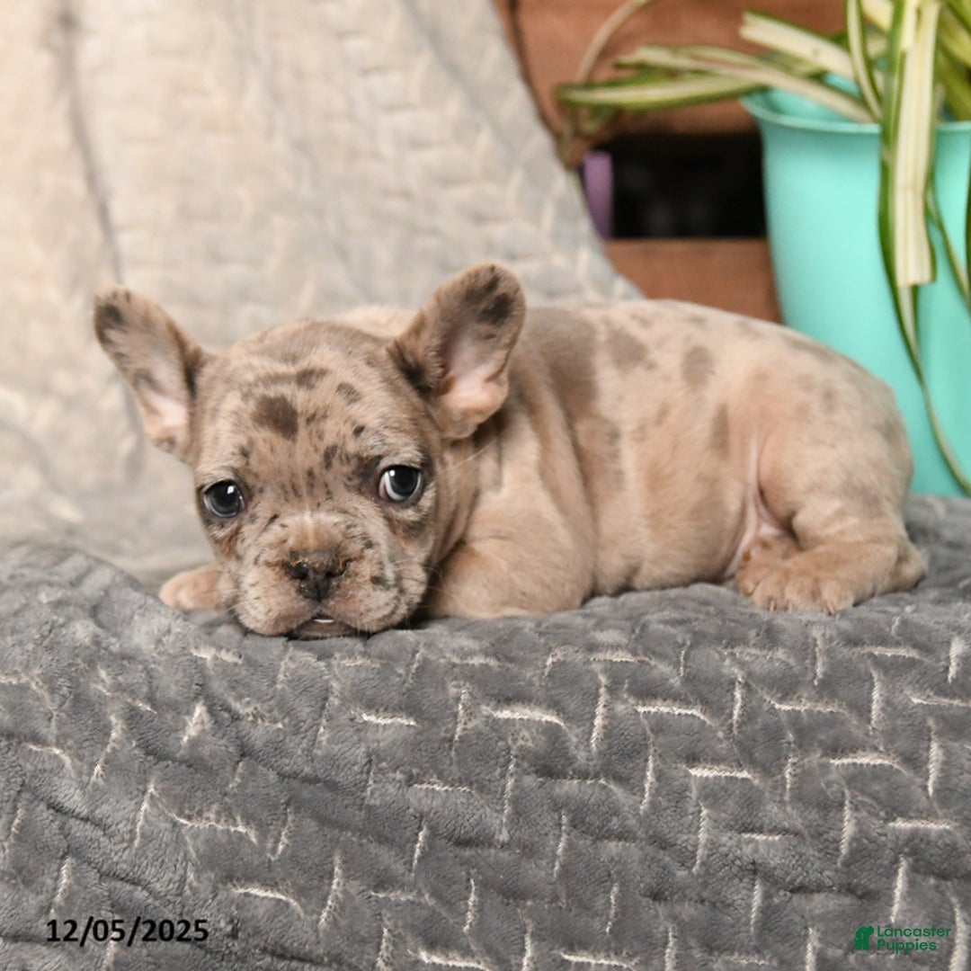 French Bulldog dogs for sale: Musketeers - Ad 2