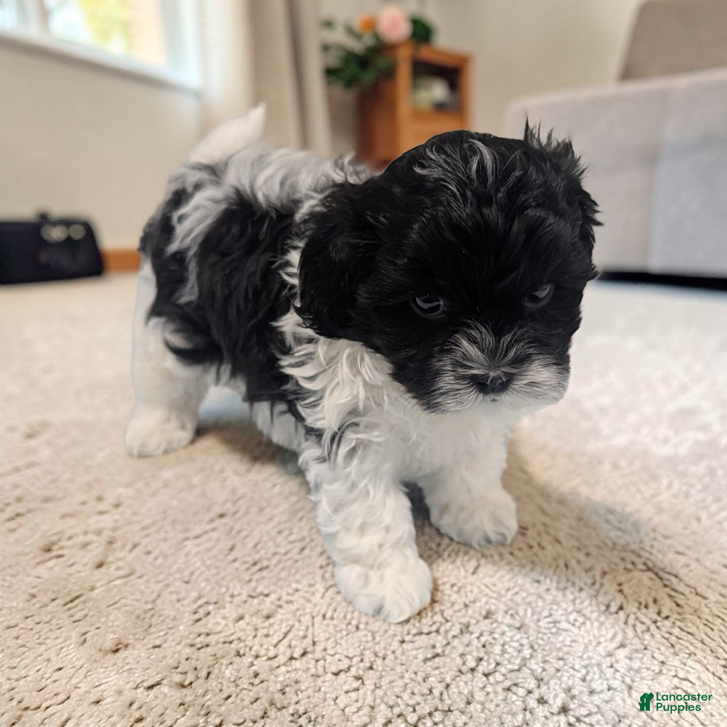 Shihpoo dogs Oreo - Ad 2