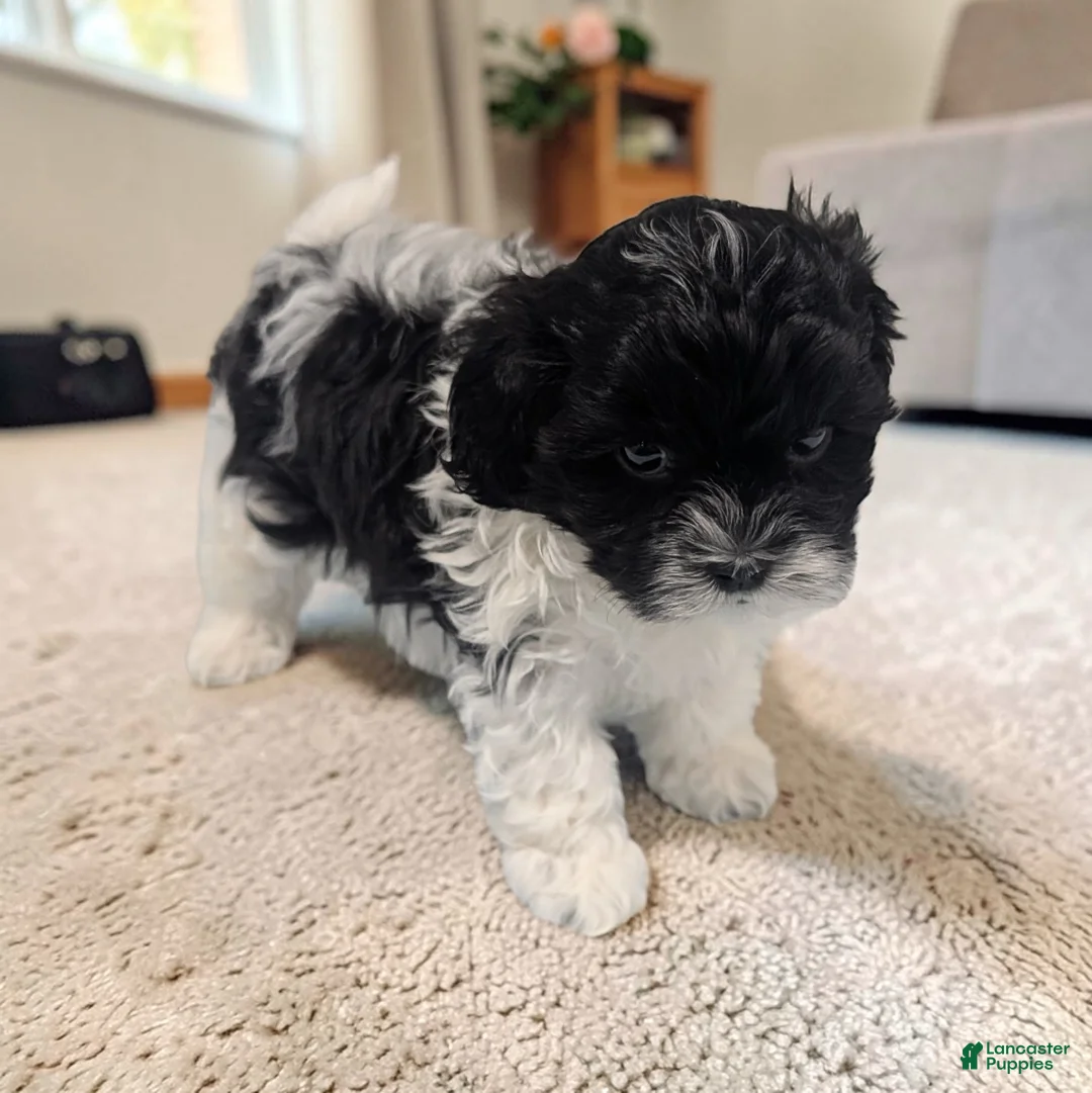 Shihpoo dogs for sale: Oreo - Ad 2