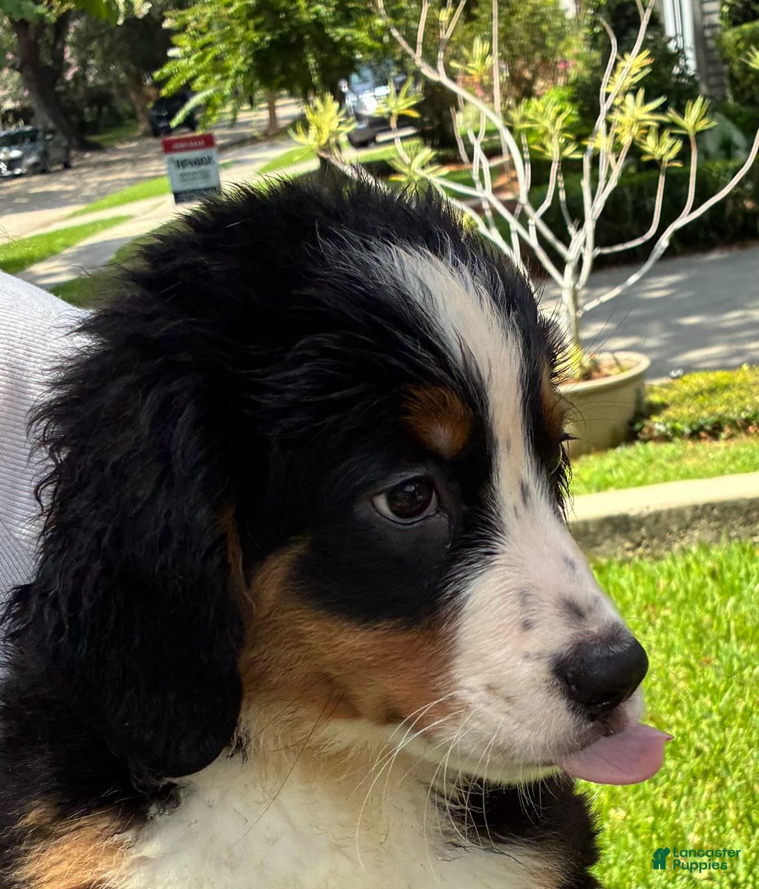 Bernese Mountain Dog dogs Lolly - Ad 2