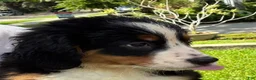 Bernese Mountain Dog dogs for sale: Lolly - Ad 2