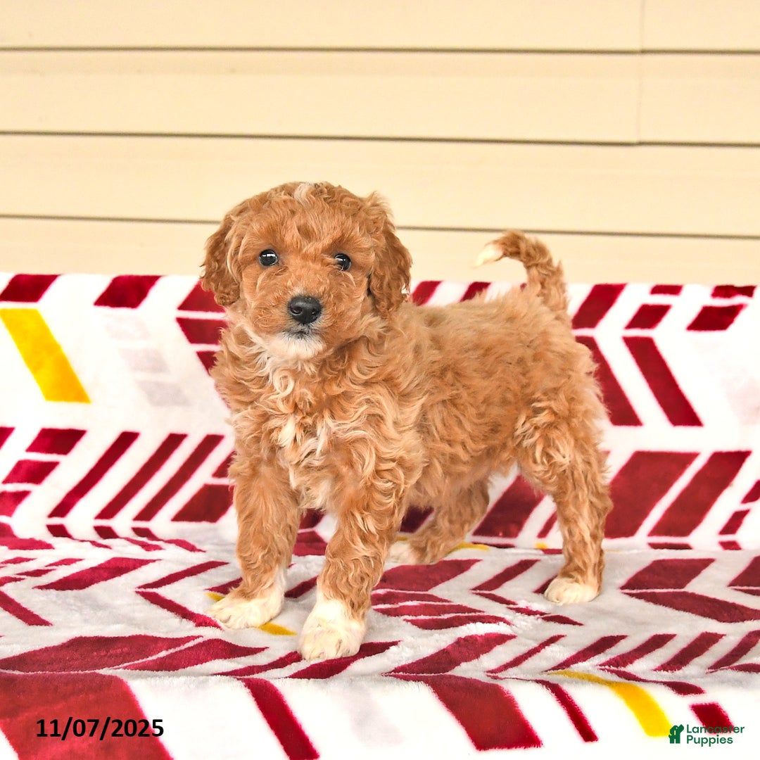 Miniature Poodle dogs for sale: Isabelle - Ad 1