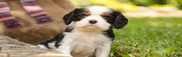Cavalier King Charles Spaniel dogs for sale: Elliot - Ad 2