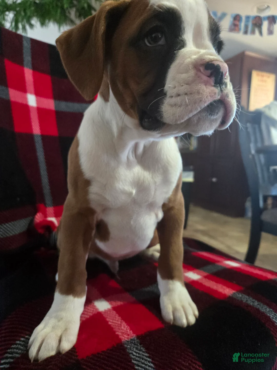 Boxer dogs for sale: Hank - Ad 1