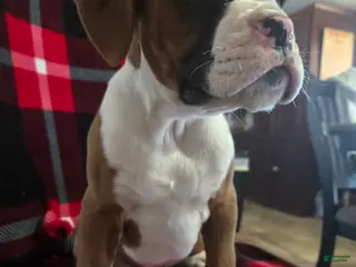 Boxer dogs Hank - Ad 6