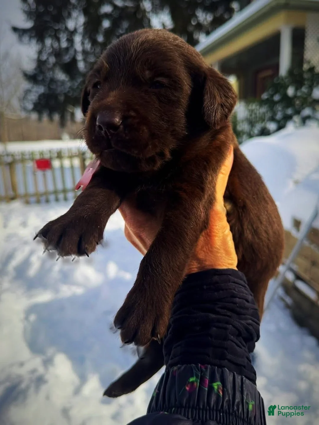Labrador Retriever dogs for sale: Sal - Ad 2