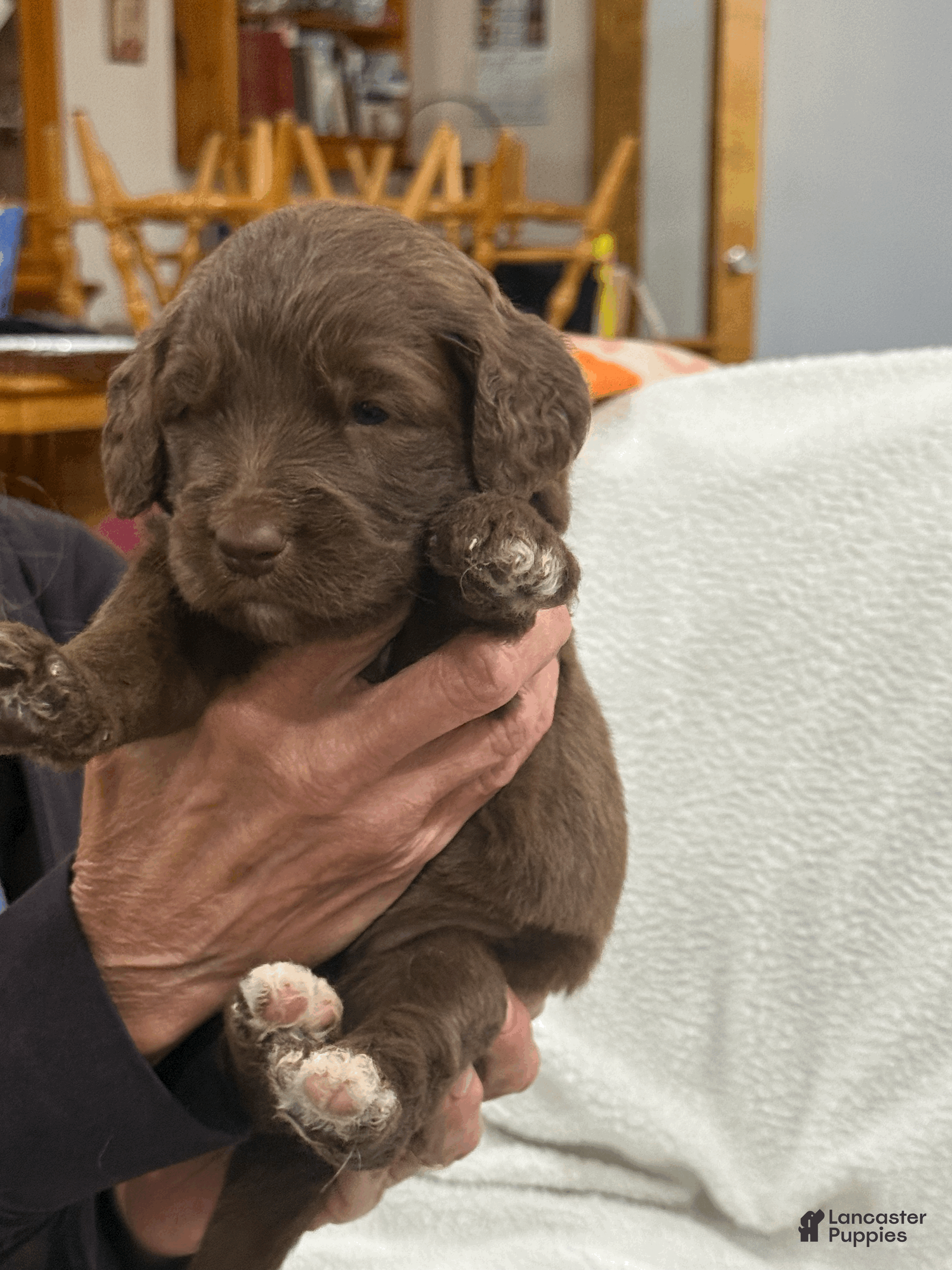 Goldendoodle dogs for sale: Red - Ad 1
