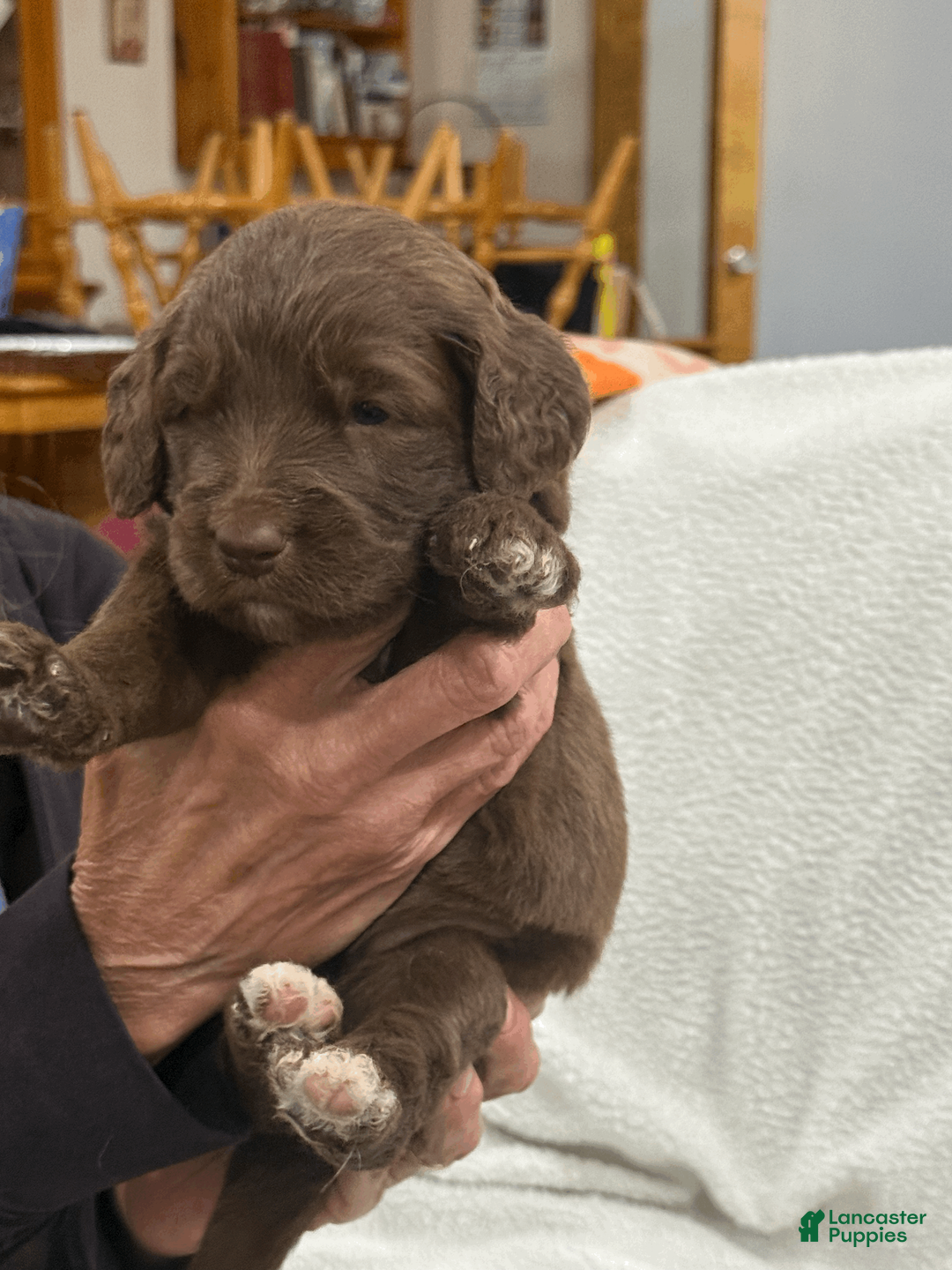 Goldendoodle dogs for sale: Red - Ad 1