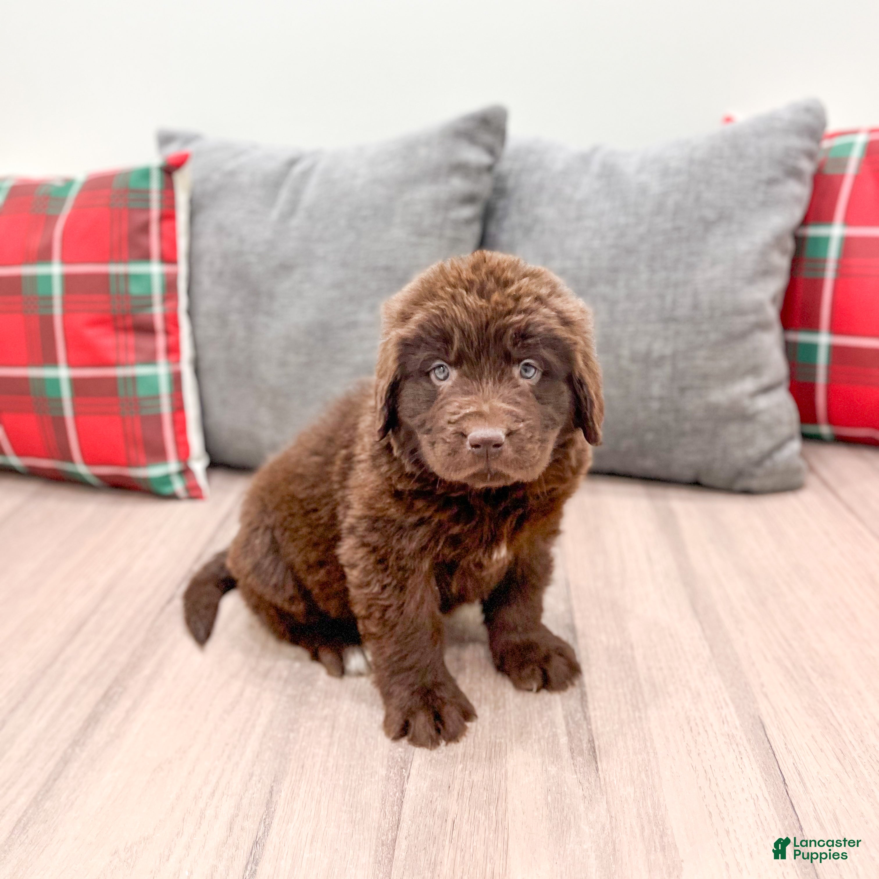 Newfoundland dogs Bella - Ad 1