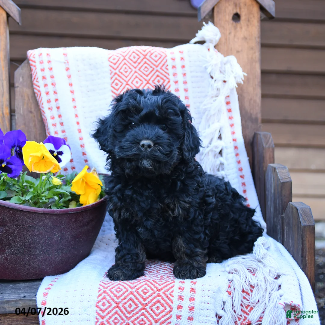 Mixed Breed dogs for sale: Max - Ad 1