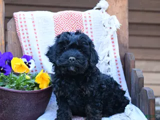 Mixed Breed dogs for sale: Max - Ad 1