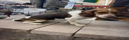 Beagle dogs for sale: AKC Reba  - Ad 4