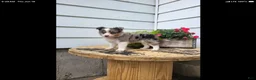 Miniature Australian Shepherd dogs for sale: Miniature Australian Shepherd 2 - Ad 3