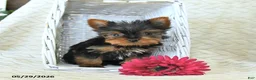 Yorkshire Terrier dogs for sale: John - Ad 4
