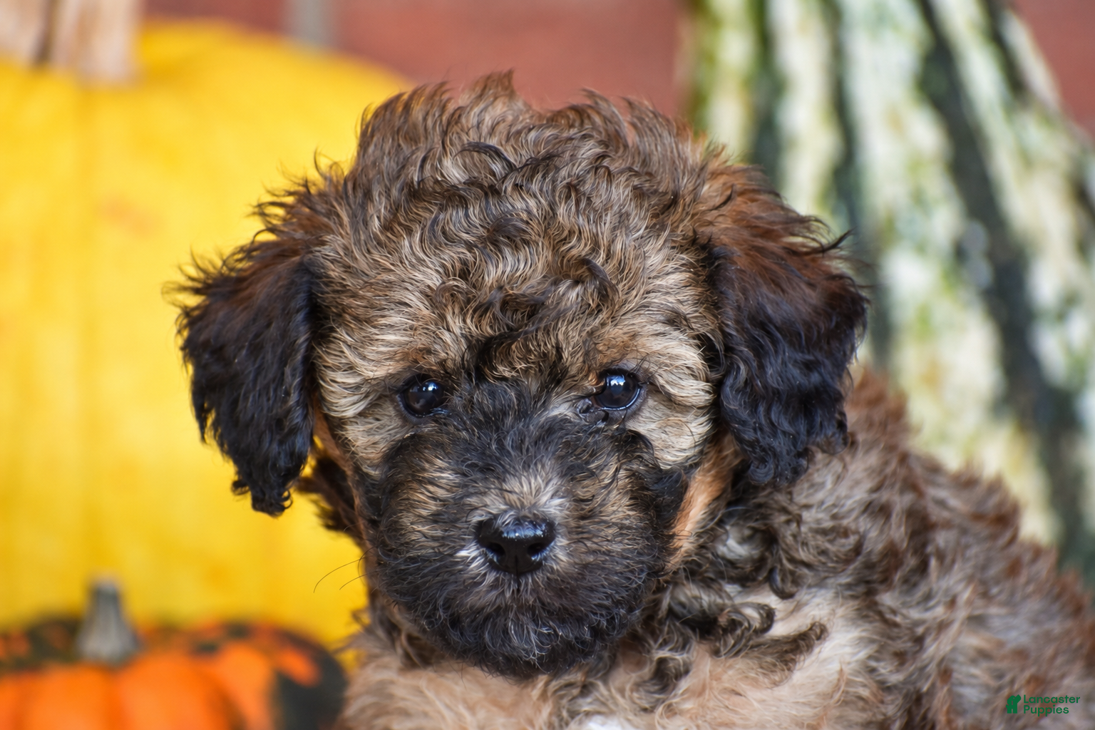 Havapoo dogs for sale: Diego - Ad 2
