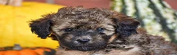 Havapoo dogs for sale: Diego - Ad 2