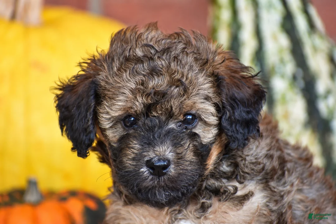 Havapoo dogs for sale: Diego - Ad 2