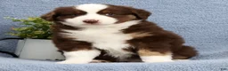 Miniature Australian Shepherd dogs for sale: Rusty - Ad 6
