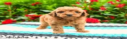 Mini Goldendoodle dogs for sale: Curly Que - Ad 8