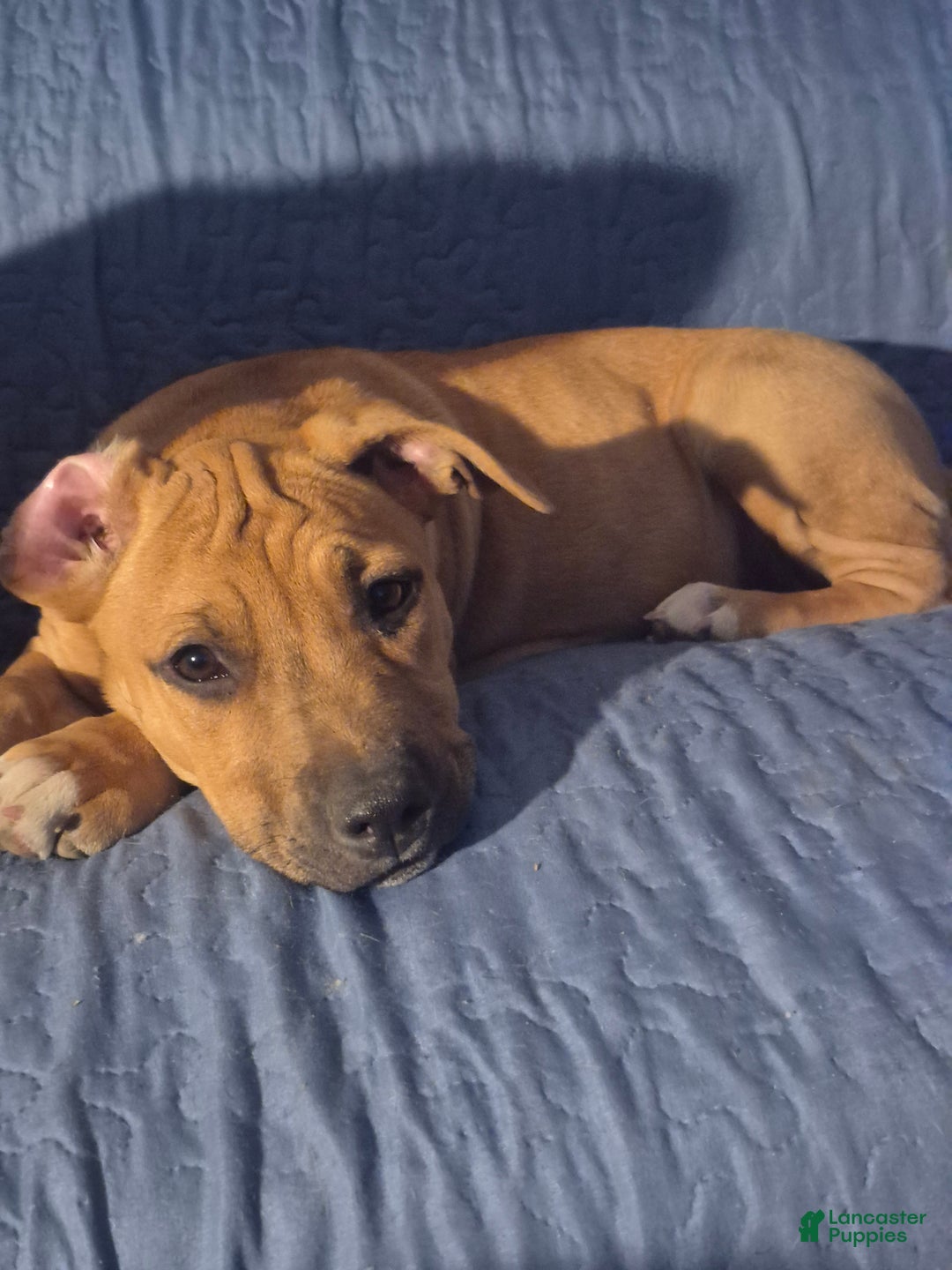 American Pit Bull Terrier dogs for sale: Trinity - Ad 2