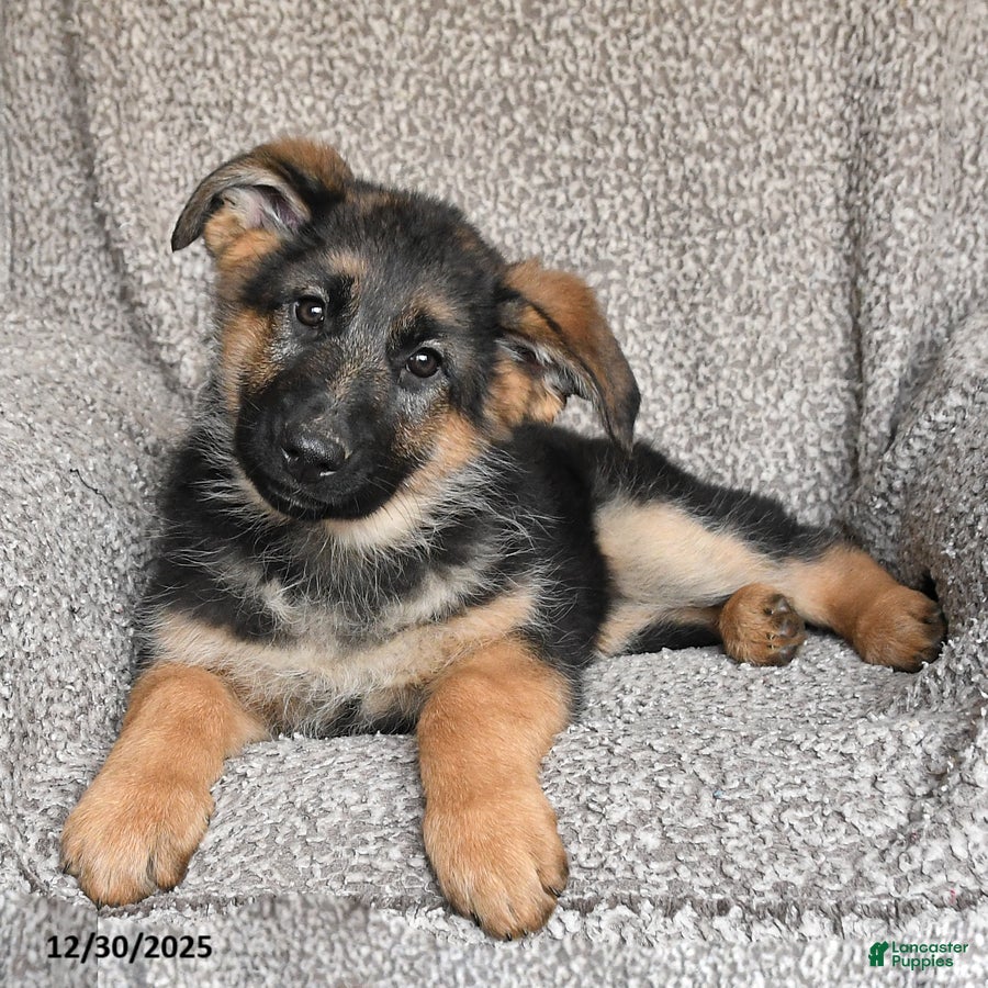 German Shepherd dogs Sassy - Ad 29