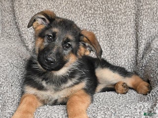 German Shepherd dogs Sassy - Ad 29