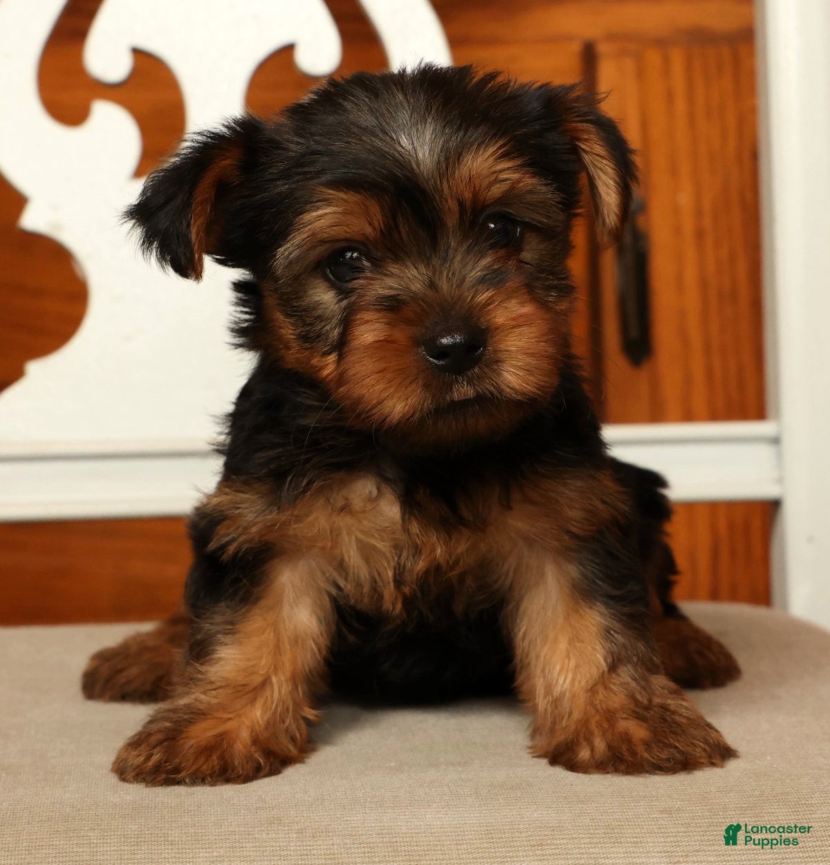Yorkshire Terrier dogs Lucy - Ad 1