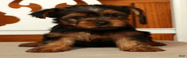 Lucy