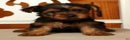 Yorkshire Terrier dogs for sale: Lucy - Ad 1