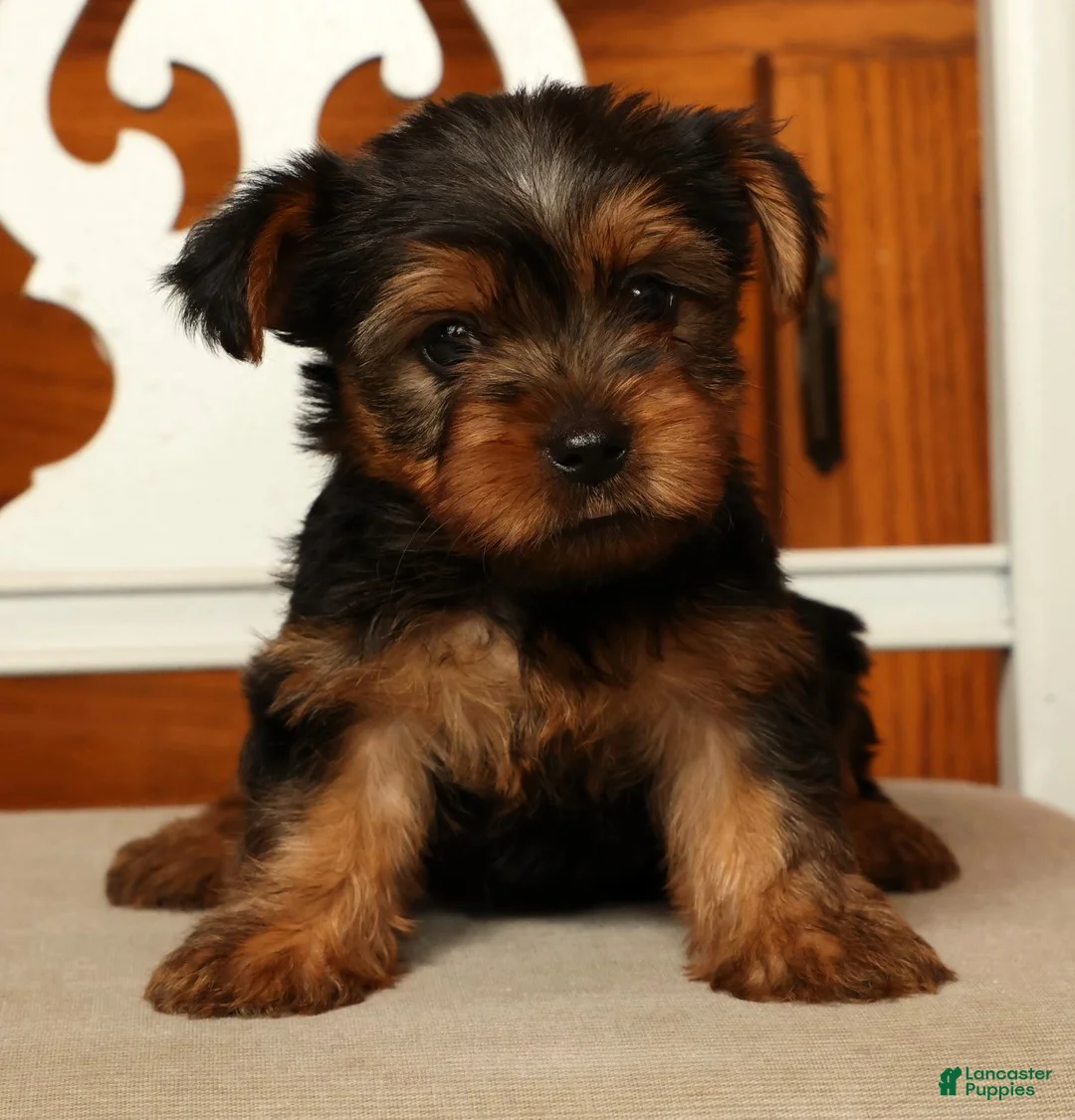 Yorkshire Terrier dogs for sale: Lucy - Ad 1