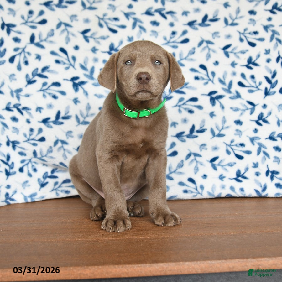 Labrador Retriever dogs Gibbs - Ad 1