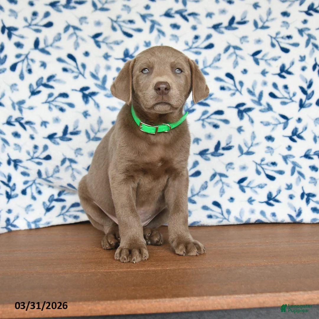 Labrador Retriever dogs for sale: Gibbs - Ad 1