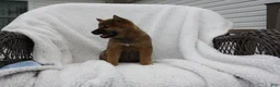 Shiba Inu dogs for sale: Keisha - Ad 4