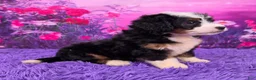 Mini Bernedoodle dogs for sale: Hopscotch - Ad 2