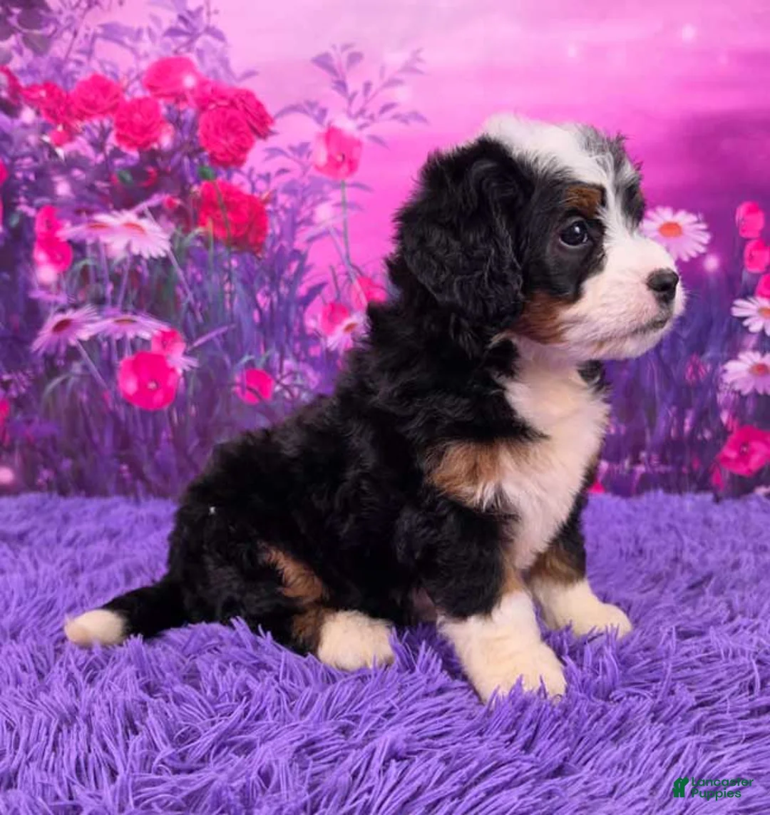 Mini Bernedoodle dogs for sale: Hopscotch - Ad 2