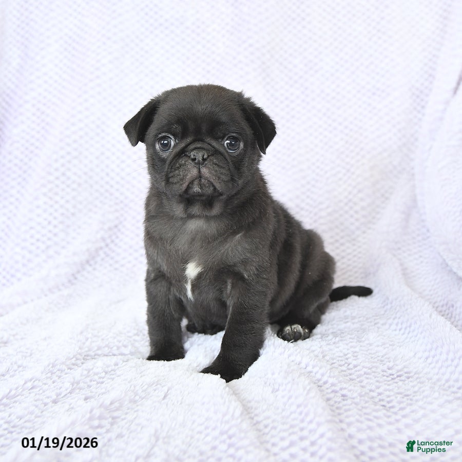 Pug dogs Whisper - Ad 3