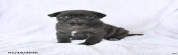 Pug dogs for sale: Whisper - Ad 1