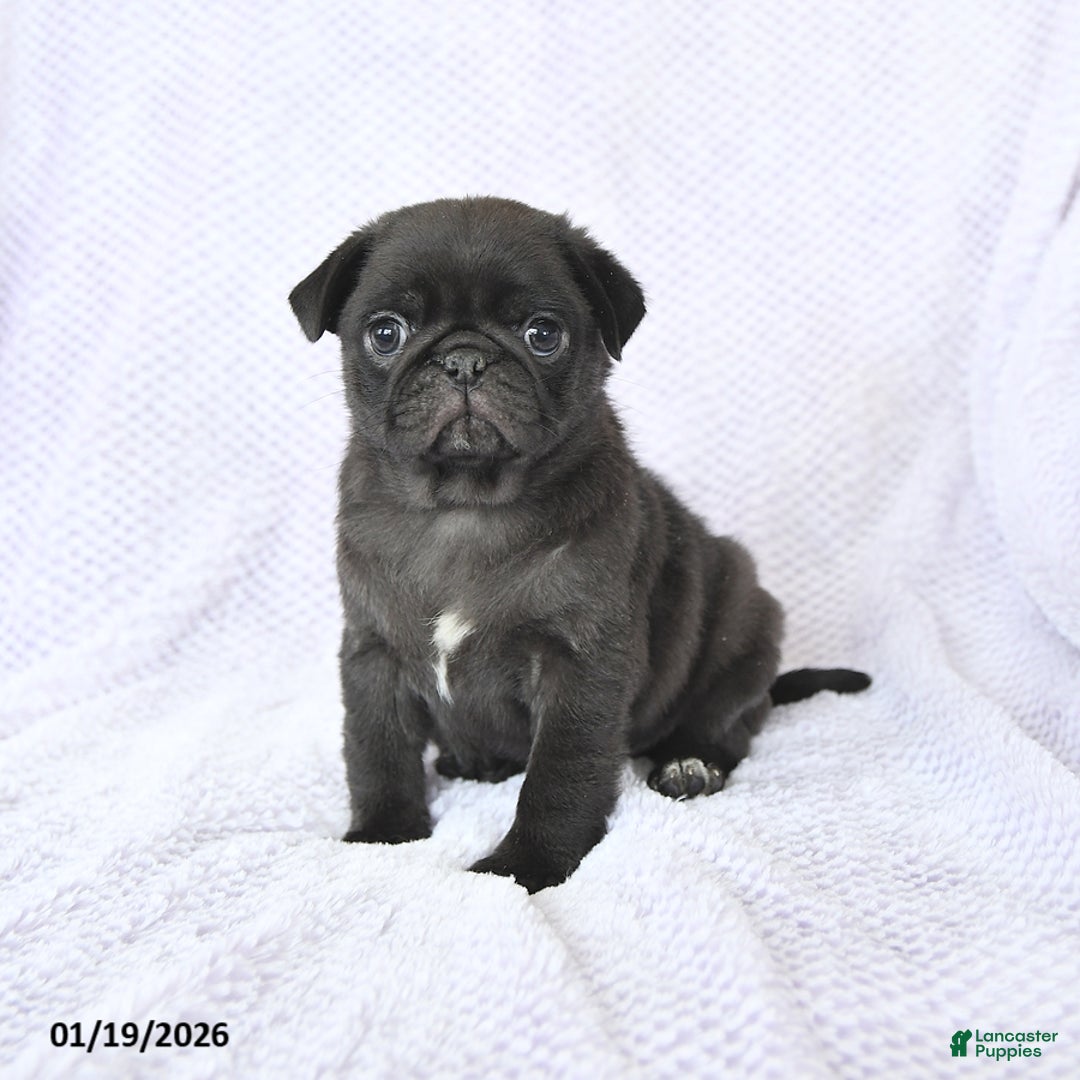 Pug dogs for sale: Whisper - Ad 1
