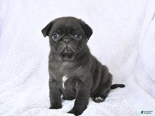 Pug dogs Whisper - Ad 20