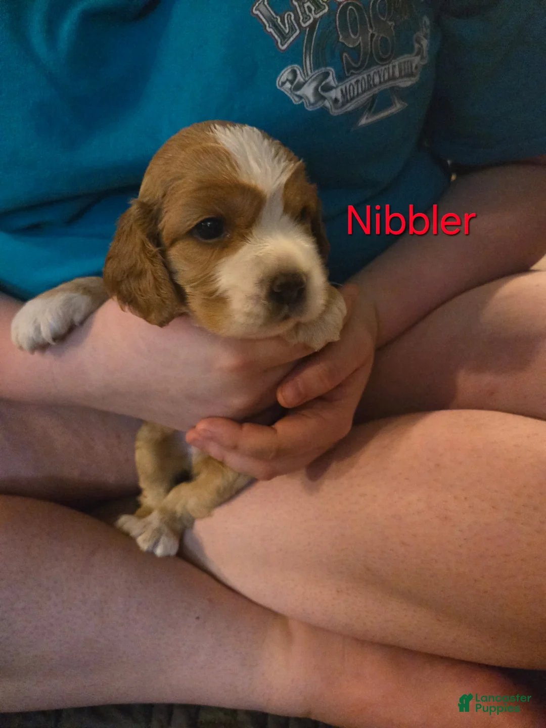 Cocker Spaniel dogs for sale: Nibbler - Ad 2
