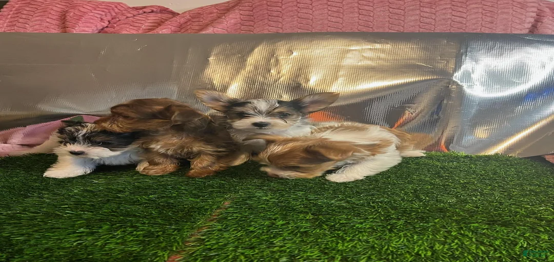 Gallery Image {{count}}