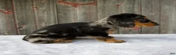 Miniature Dachshund dogs for sale: Madi - Ad 6