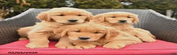 Golden Retriever dogs for sale: Harmony - Ad 3