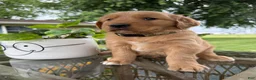 Golden Retriever dogs for sale: Bones - Ad 4