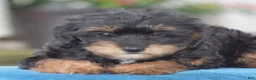 Yorkiepoo dogs for sale: Adora - Ad 11