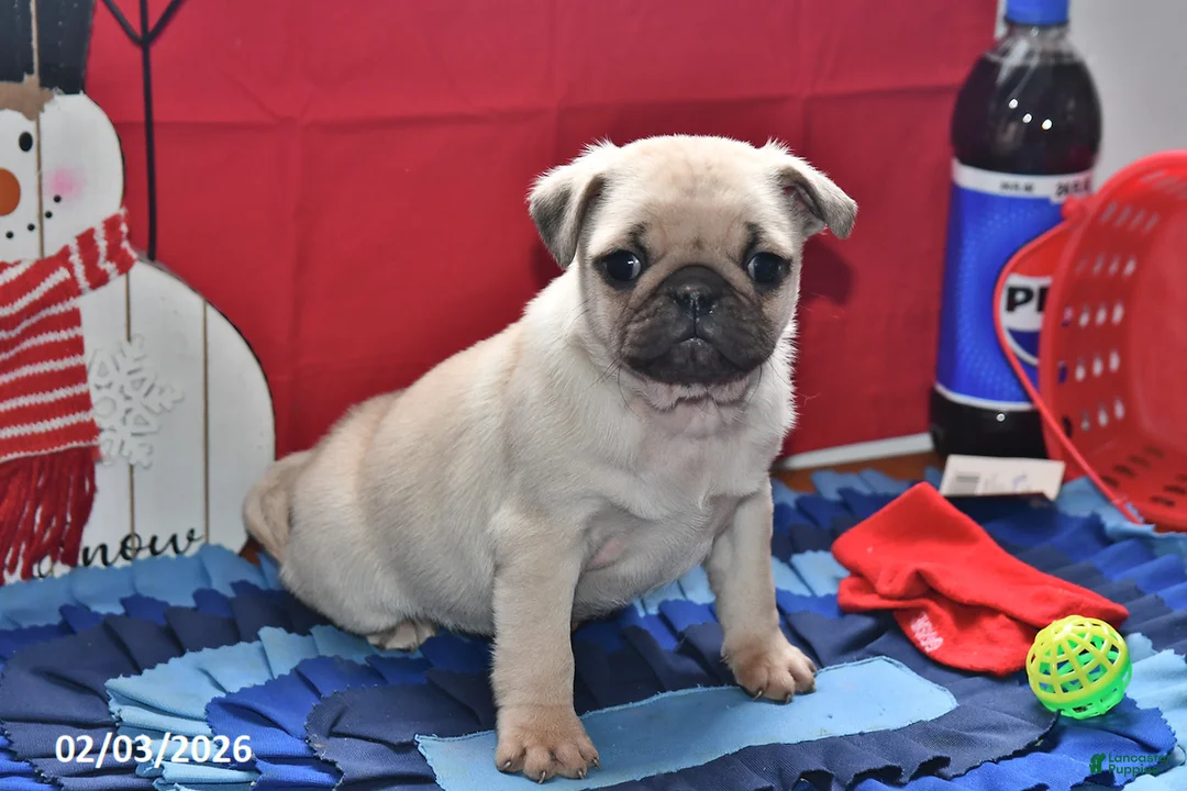 Pug dogs for sale: Cupid - Ad 1