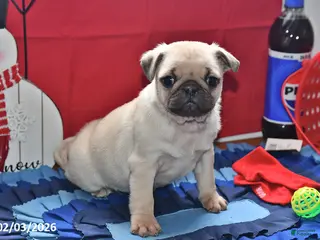 Pug dogs Cupid - Ad 18