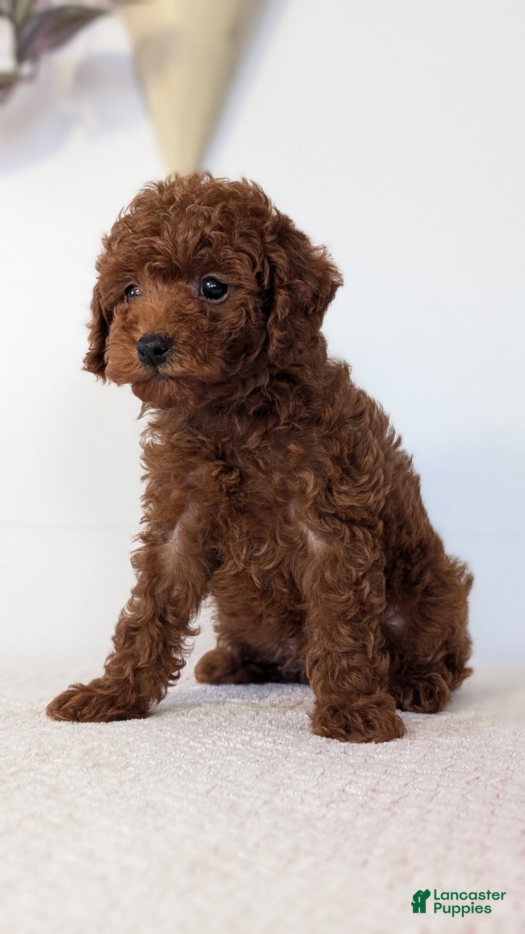 Toy Poodle dogs for sale: Chief - Ad 10