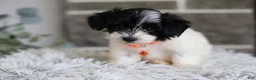 Maltipoo dogs for sale: Tiny - Ad 13