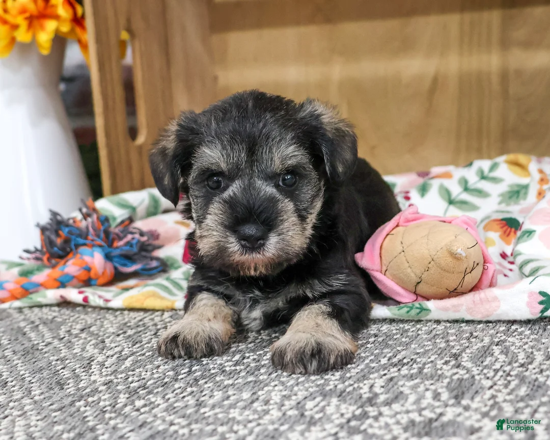 Miniature Schnauzer dogs for sale: Sandy - Ad 1
